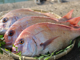 糸島の鮮魚